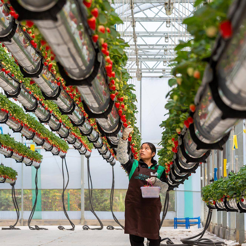 汕头市植物工厂空中草莓 - 推荐