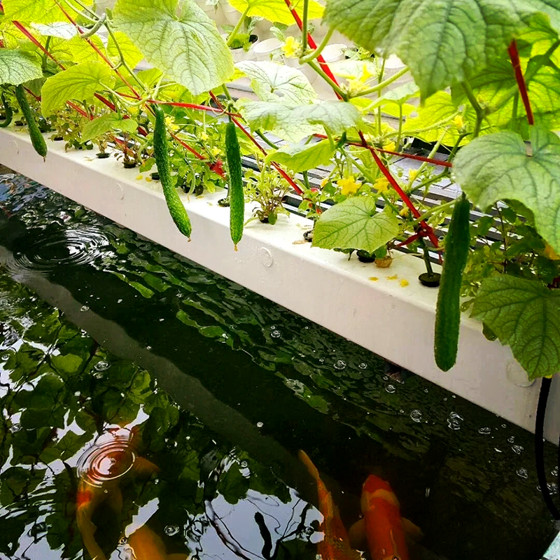 汕头市气雾培鱼菜共生 - 推荐